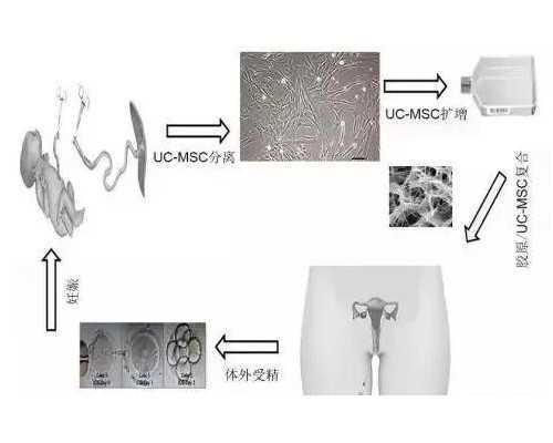 精子质量太差无法冻精（精子质量太差怎么办）~助孕试管三代